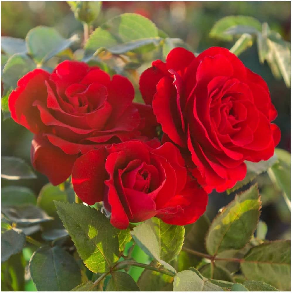 Dame Meisten striped rose flower seeds