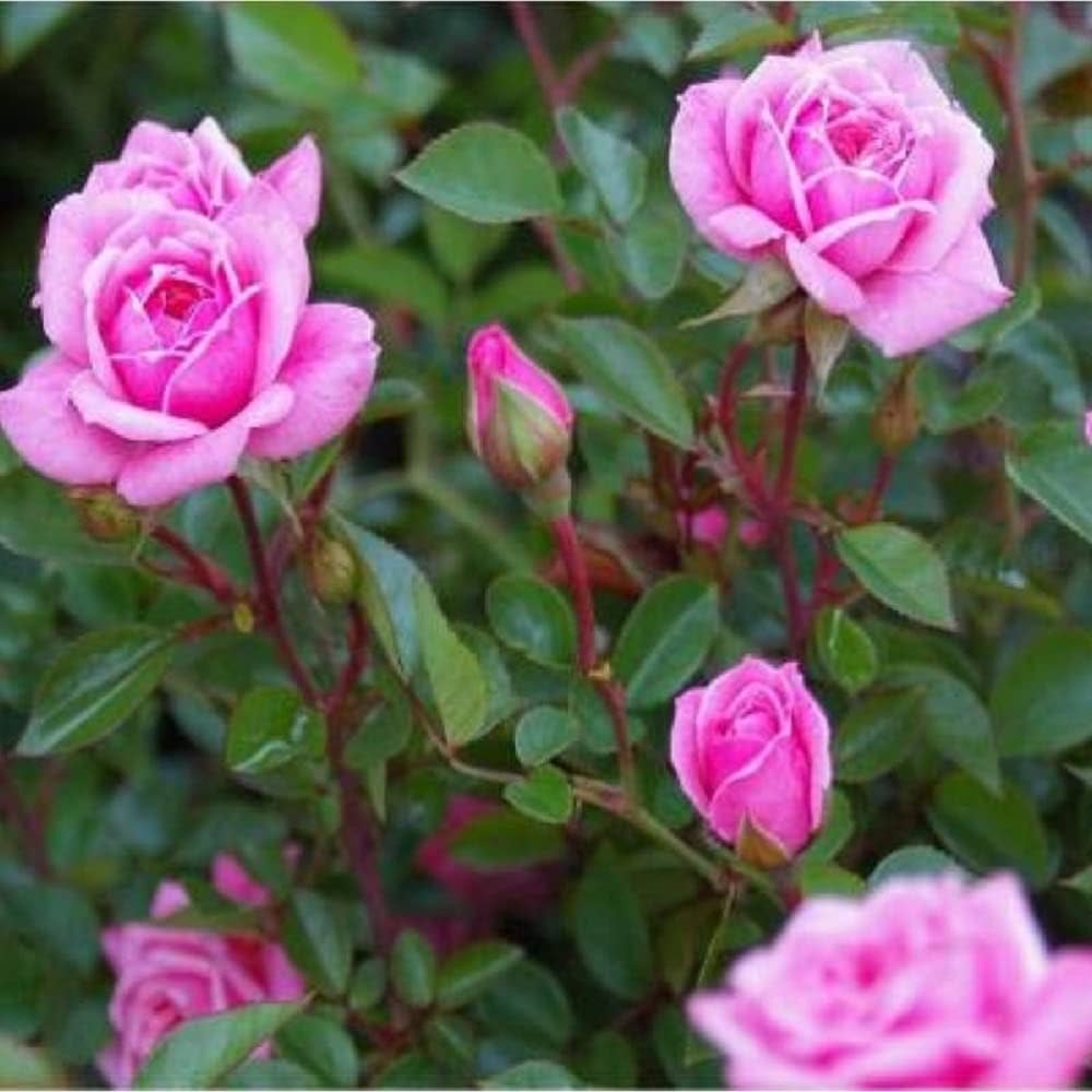 Rosa flower plant seeds for garden decoration