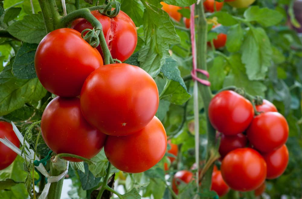 Homestead Tomato Seeds – Bulk Heirloom Variety for Heavy Yields