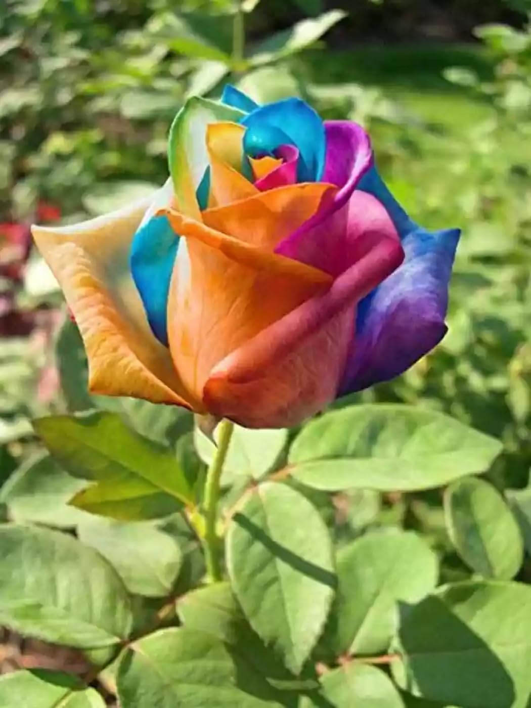 Mystic Rainbow Rose Rosa hybrida Seeds for Planting flower bed home garden