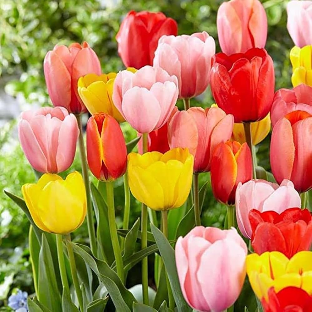 Tulip bulb seeds, mixed colors for DIY garden planting