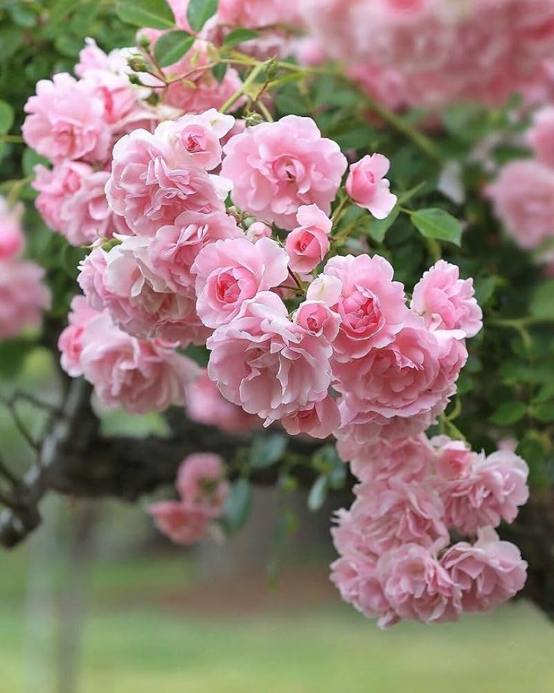 Climbing rose pink double blooming seeds for garden