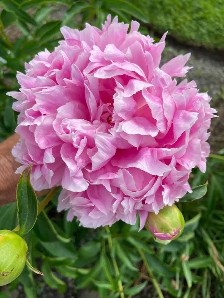 Chinese Peony Seeds – Seeds for Authentic, Beautiful Peonies in Colors