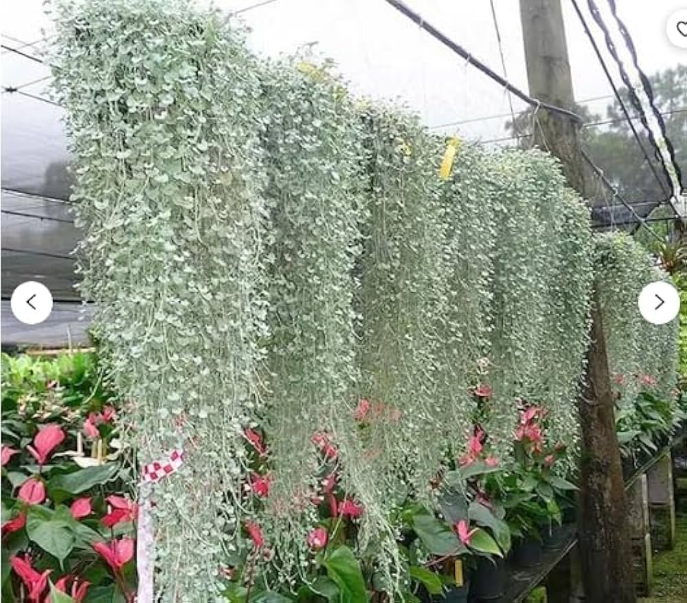 Silver Falls Dichondra Ground Cover Seeds