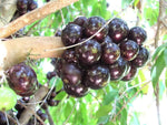 Plinia cauliflora fruit – Plinia cauliflora – for planting in tropical garden