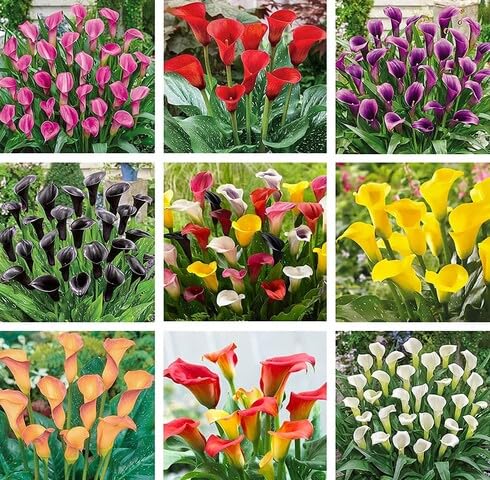 Mixed Calla Lily Flower