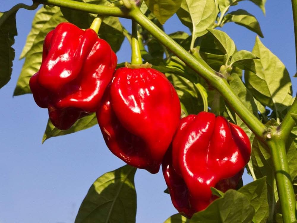 Red Habanero Pepper Capsicum Chinense Vegetable Seeds for Planting in Kitchen Garden and Raised Beds