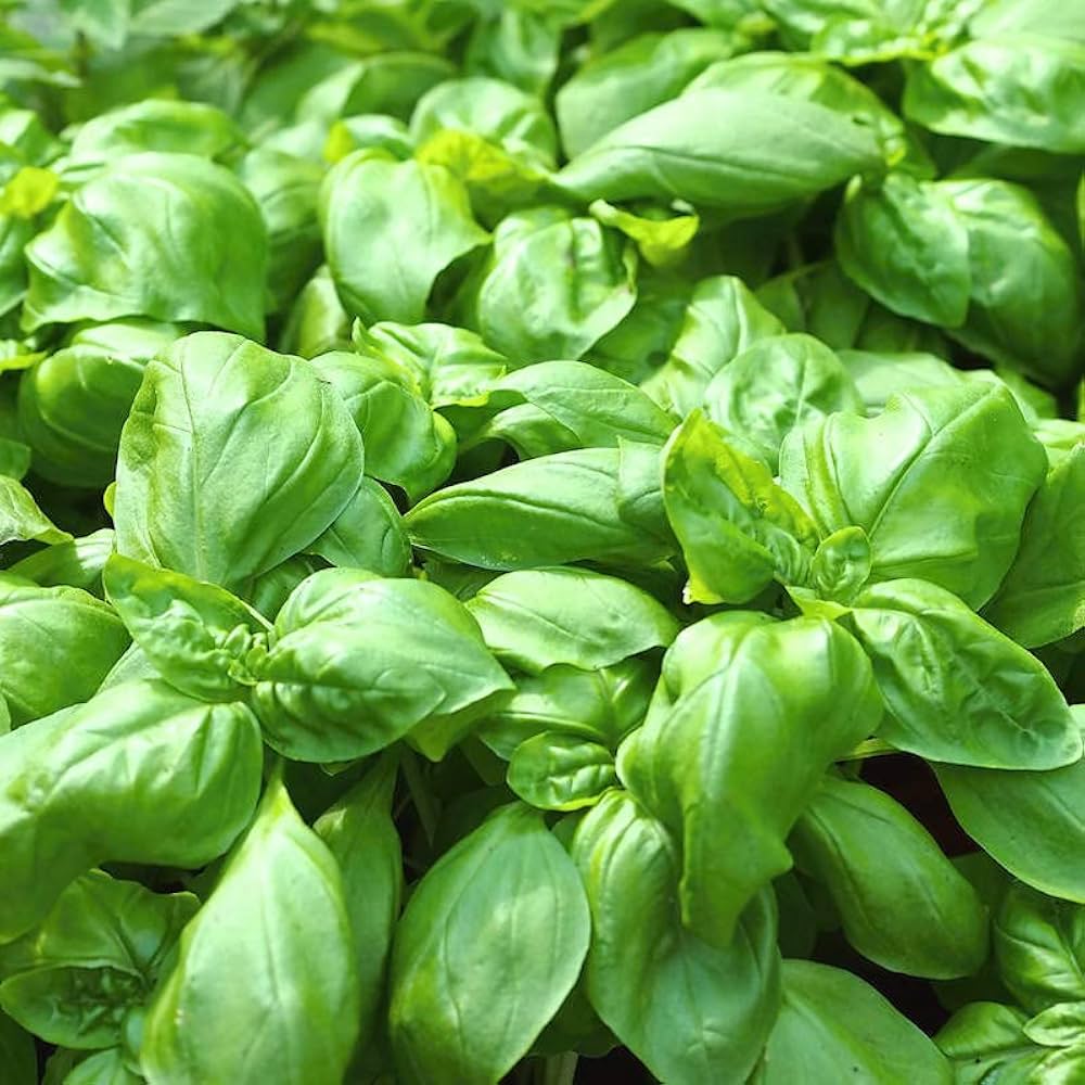 Sweet Basil Herb Heirloom Seeds for Planting