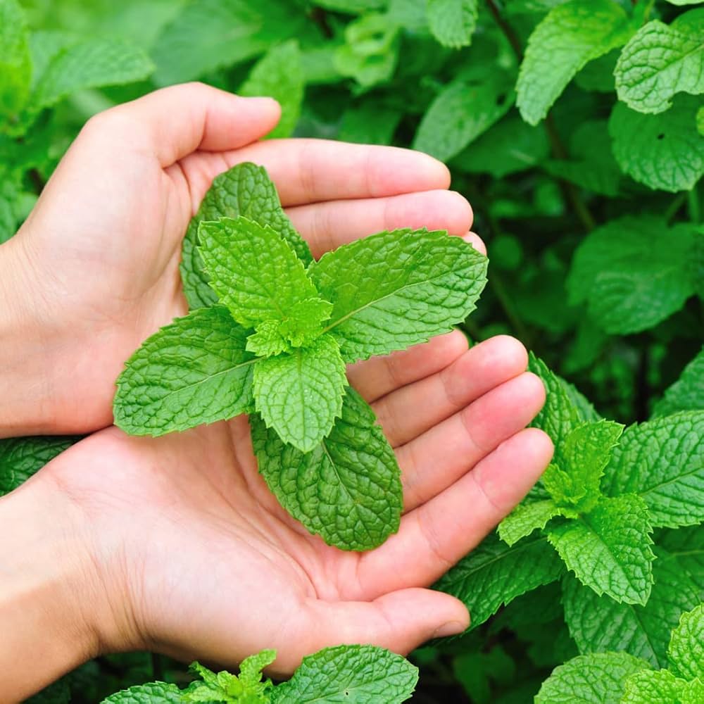 Mint Mentha Vegetable Seeds for Planting