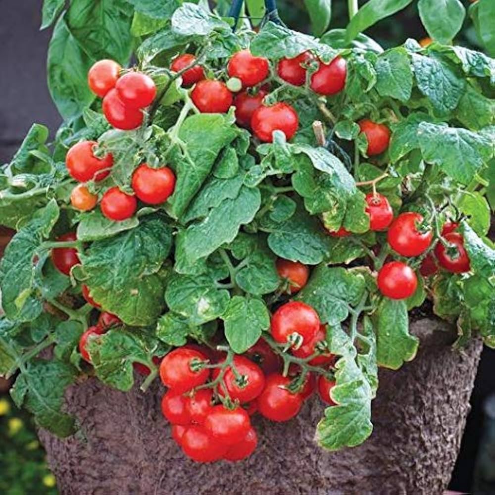 Tomato Solanum Lycopersicum Santa Vegetable Seeds for Planting – Great for Cherry Tomato Harvests in Home Garden