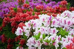 Azalea Flower Seeds Multicolor for Planting NON GMO Seeds Dhara Seeds