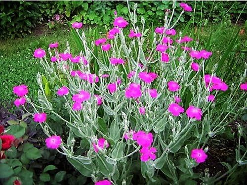 Rose Campion Magenta Flower Seeds