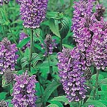 Heirloom Non-GMO Violet Catmint Flower Seeds for Planting – Fragrant Pollinator-Friendly Seeds seeds for planting in home garden