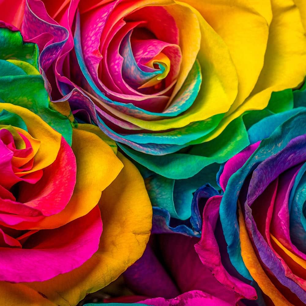 Holland Rainbow Rose Rosa spp Flower Seeds for Planting in Flower Bed and Garden