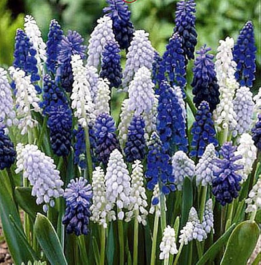 Grape Hyacinth – Muscari spp. for planting in spring garden