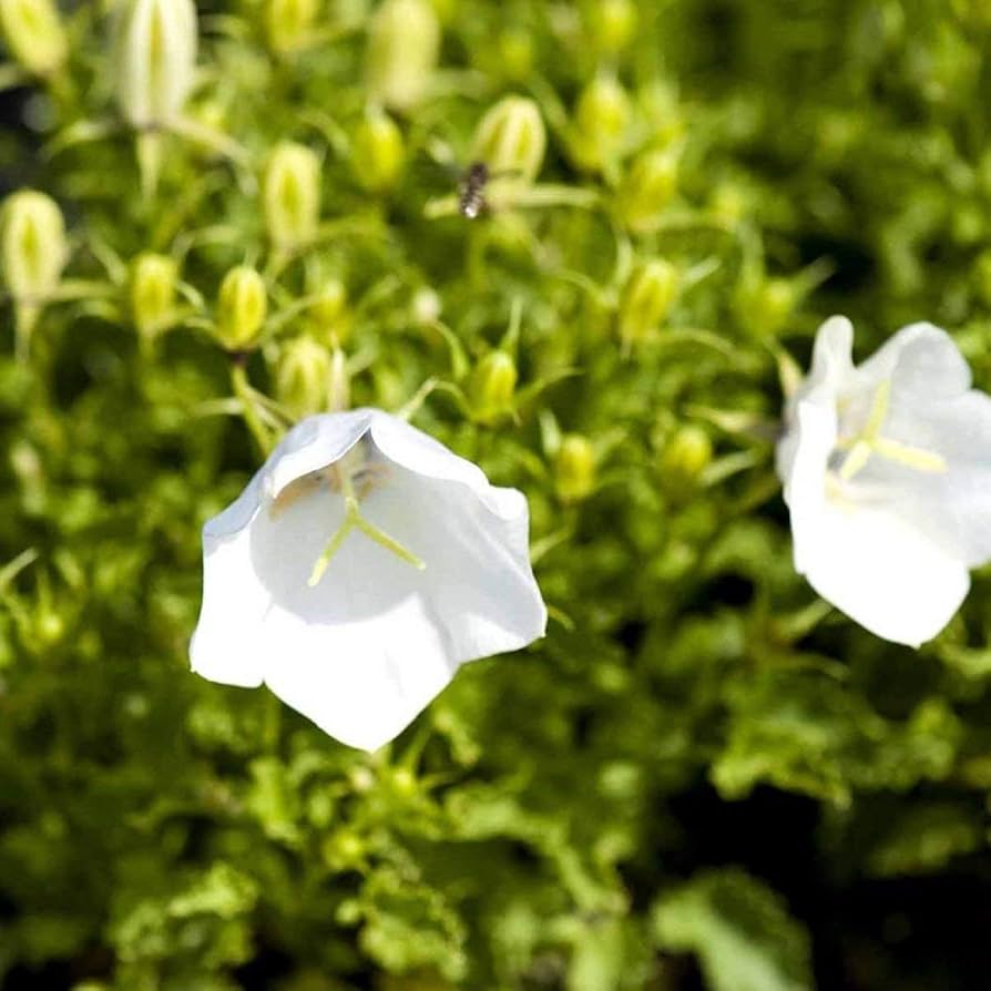 Bellflower Campanula Carpatica White Flower Seeds for Planting