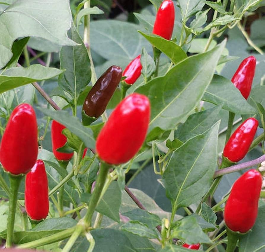 Chile Piquin Capsicum annuum Seeds for Planting in Vegetable Patch