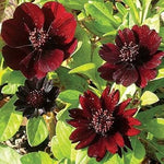 Chocolate Cosmos Flower Heirloom Non Gmo Image