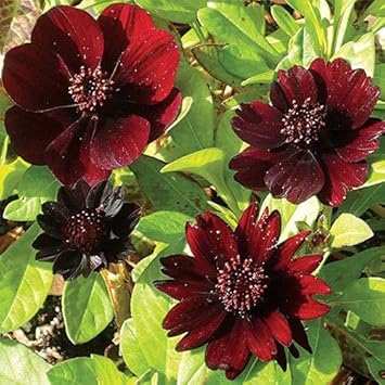 Chocolate Cosmos Flower Heirloom Non Gmo Image