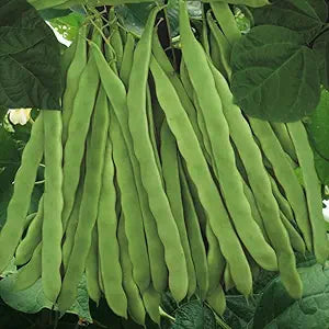 Romano Pole Bean for planting