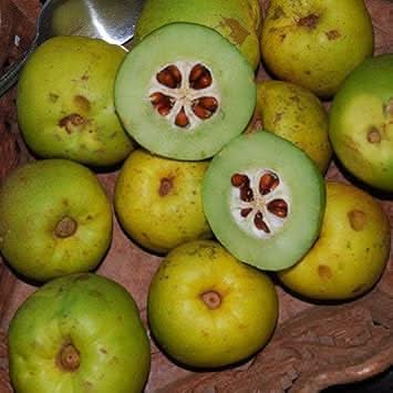 Chaenomeles Fruit Seeds - Grow Ornamental Fruits with a Tangy Flavor