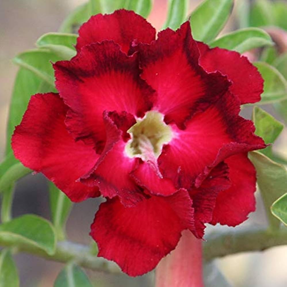 Red Black Desert Rose Seeds for Planting Adenium Obesum Flower Perennial Exotic – Heirloom, Non-GMO