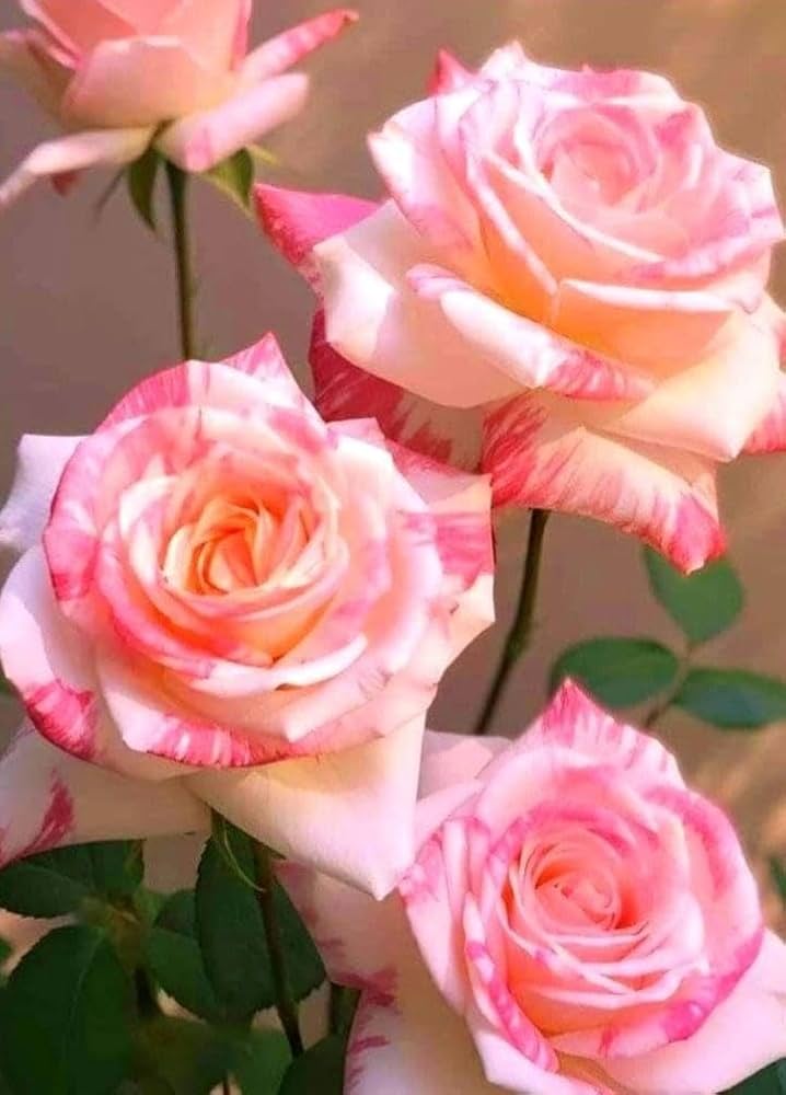 Rare Rose Rosa Species Seeds for planting in flower bed