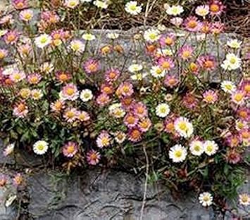 Mixed Karvinskianus Flower Seeds for Planting - 100 pcs