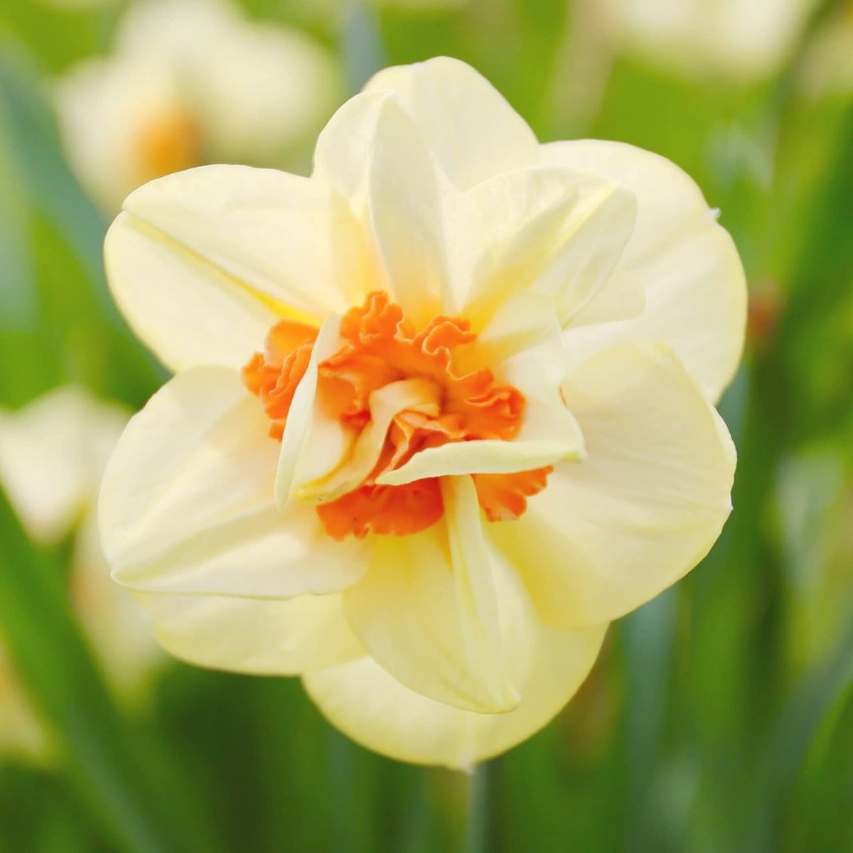 Cream Orange Daffodil Flower Seeds for Planting – Heirloom, Non-GMO Garden Seeds