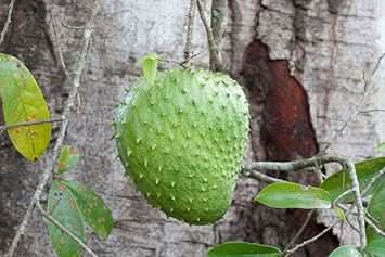 Graviola Guanabana Annona muricata seeds for planting in home garden