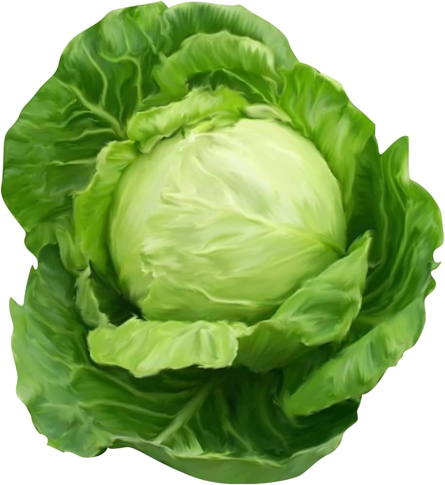 Russian Cabbage Brassica oleracea Vegetable Seeds for Planting in Vegetable Patch and Garden