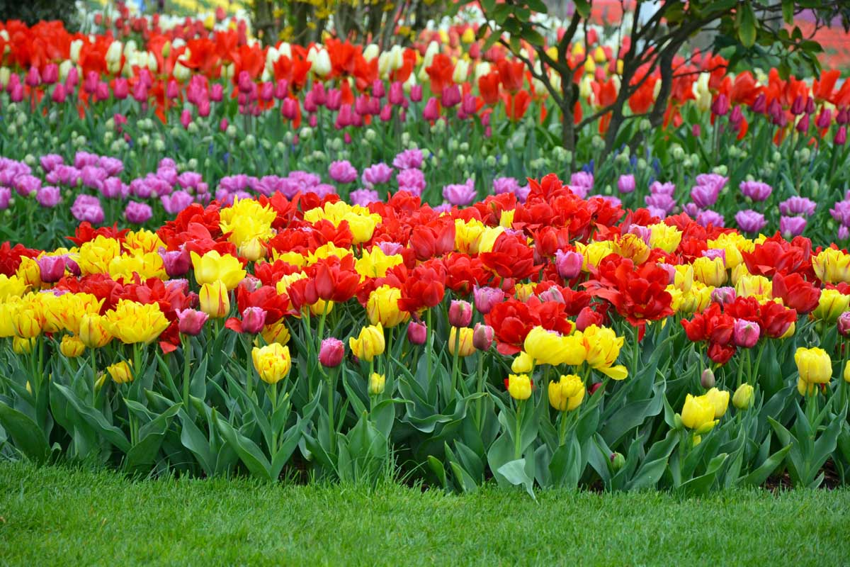 Tulip Tulipa gesneriana Double Flower Seeds for Planting in Home Garden