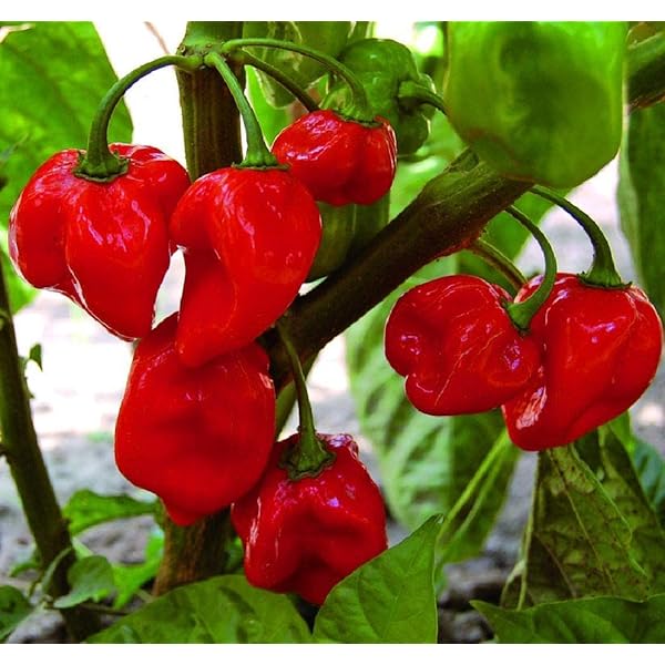 Carolina Reaper red pepper seeds hot chili organic variety