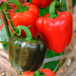 harvested YOLO WONDER peppers ready for fresh use

