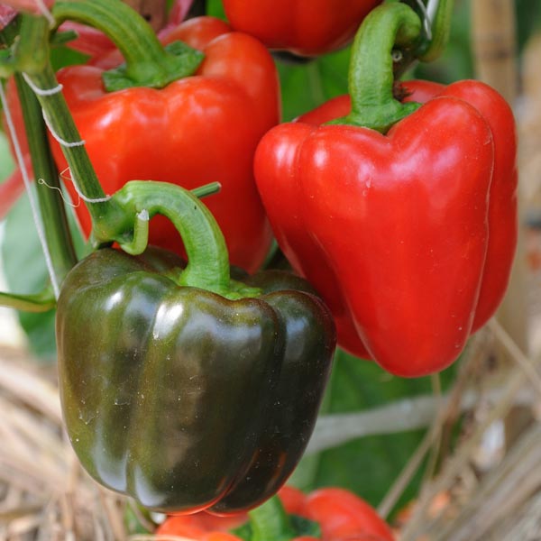 harvested YOLO WONDER peppers ready for fresh use

