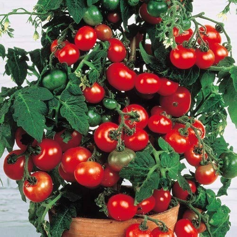 Red Velvet Cherry Tomato Seeds – Heirloom, Non-GMO, High Germination Organic Garden Seeds