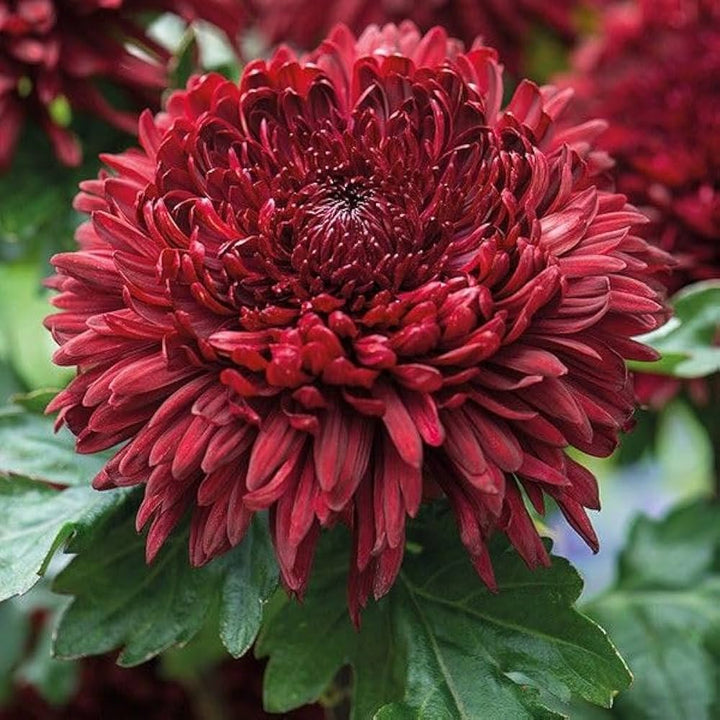 Chrysanthemum Flower Seeds Deep Red for Planting - NON GMO Seeds