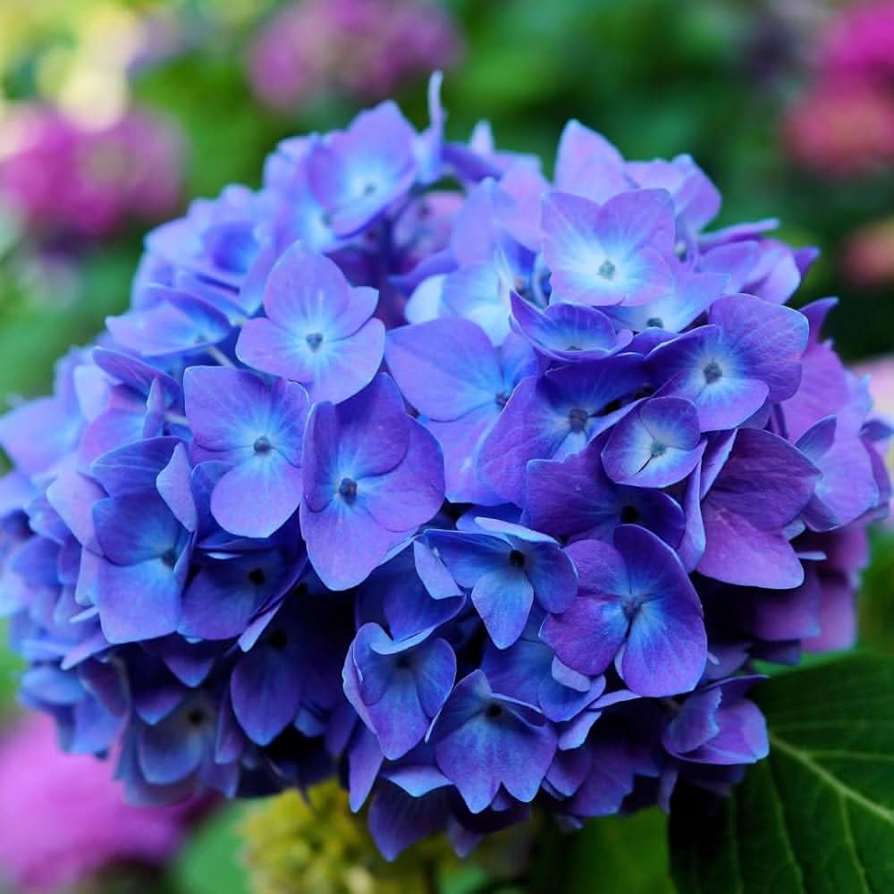Blue Hydrangea Hydrangea macrophylla flower seeds mixed colors for home garden planting
