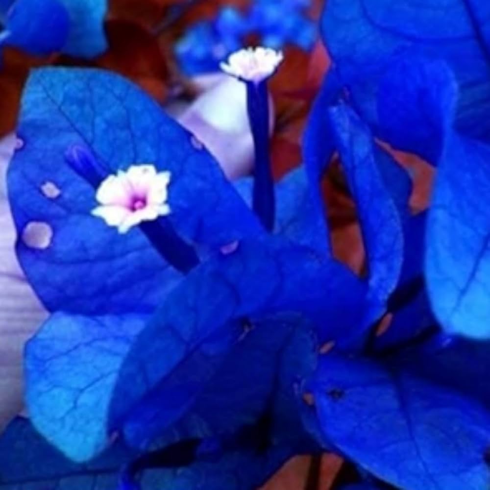 Bougainvillea Bougainvillea Spectabilis Rare Blue Flower Seeds for Planting – Suitable for Bonsai and Balcony Gardens | Pcs