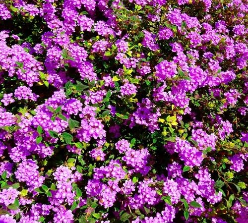Purple Lantana Flower - Heirloom, Non - Gmo Seeds