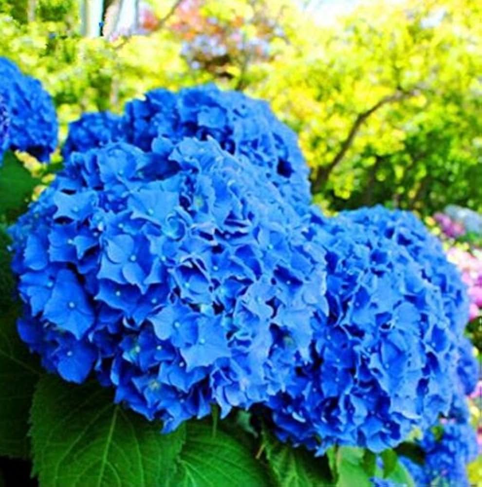 Blue Hydrangea Hydrangea macrophylla bonsai flower seeds for planting in indoor pots