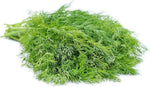Dill Anethum graveolens for planting in herb garden