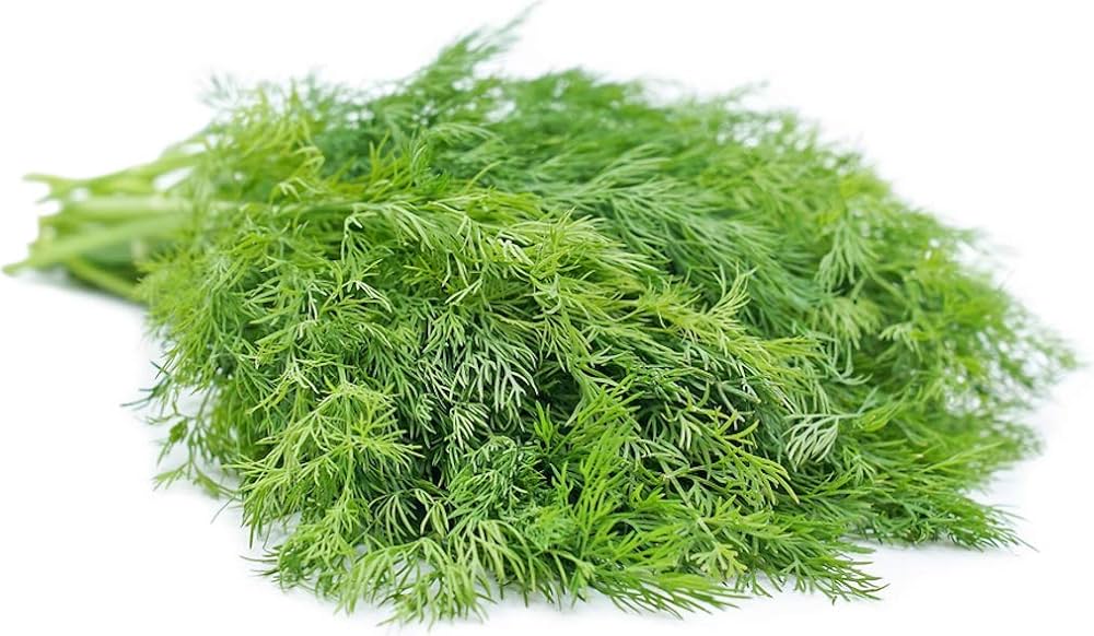 Dill Anethum graveolens for planting in herb garden