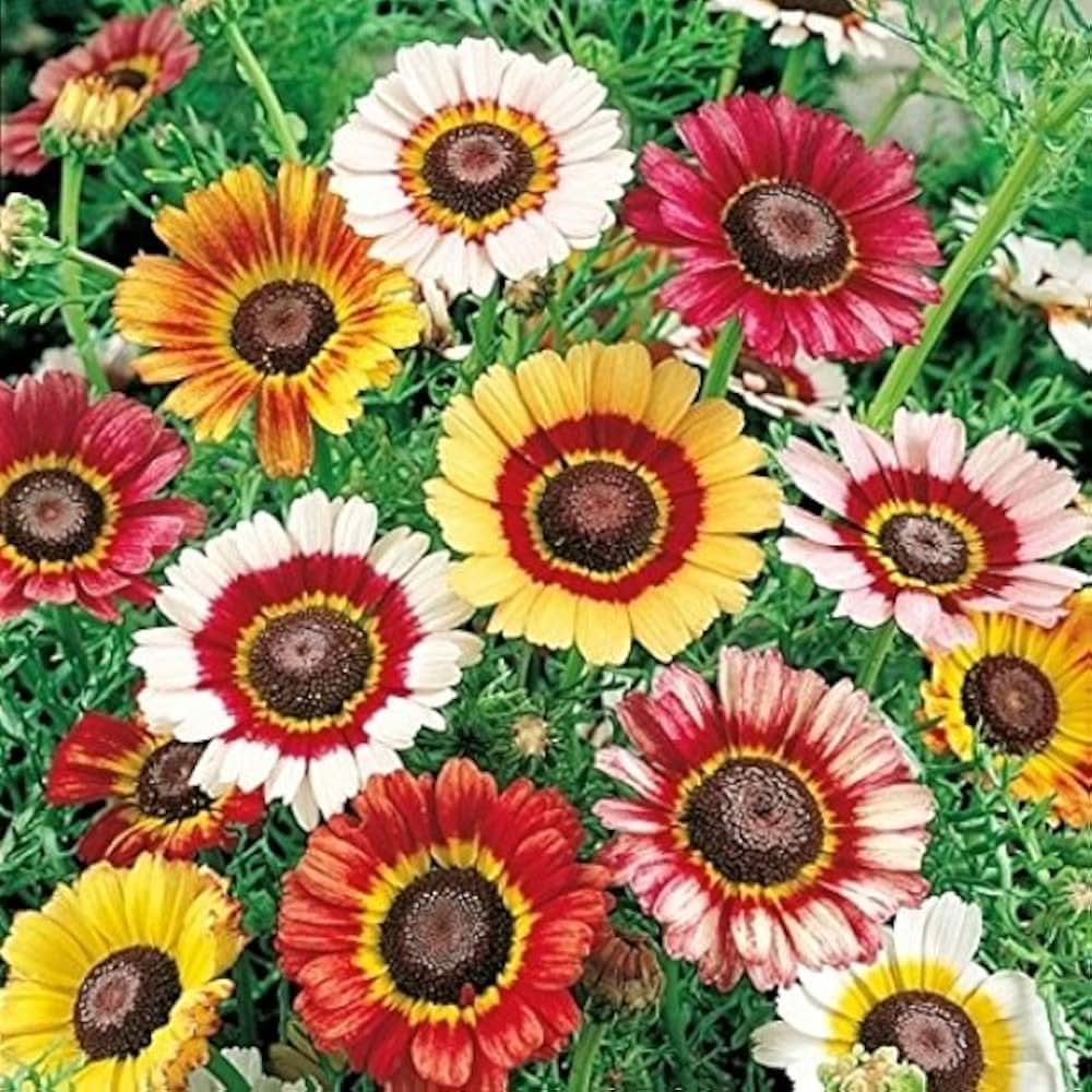 Chrysanthemum Morifolium multicolor Flower Seeds for Planting in backyard gardening and home garden beds