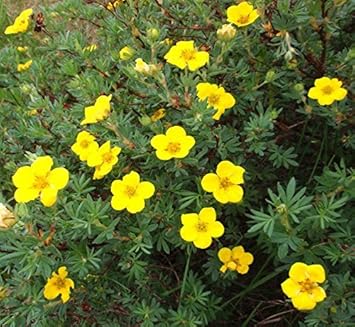 Yellow Cinquefoil Flower Seeds for Planting – Organic, Heirloom, Non-GMO for planting in your garden.