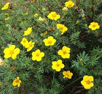 Yellow Cinquefoil Flower Seeds for Planting – Organic, Heirloom, Non-GMO for planting in your garden.