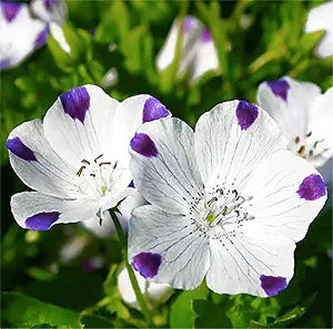 cluster of Nemophila maculata “Five Spot” wildflowers blooming

