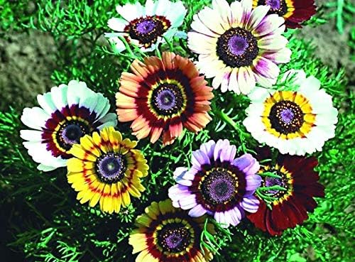 Daisy Chrysanthemum carinatum Rainbow Flower Seeds for Planting in backyard garden or borders