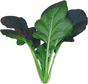 Red Choi  Brassica rapa vegetable seeds for planting in home garden or vertical garden