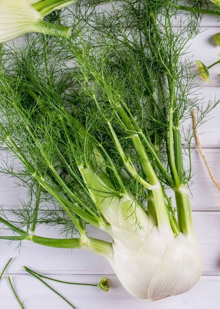Florence Fennel Foeniculum vulgare seeds for planting in backyard and kitchen garden